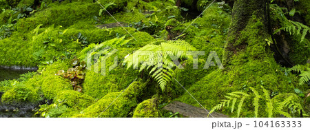 Moss and fern style plants proliferate grow cover stump the forest floor in the garden 104163333