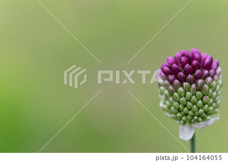花のつぼみ 花のつぼみ 104164055