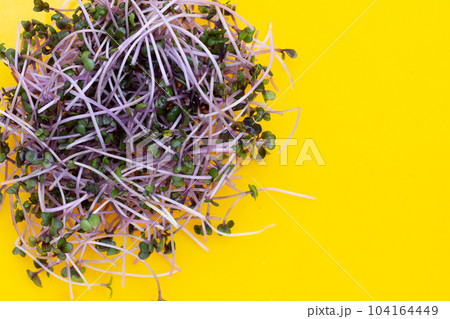 Organic red cabbage sprouts on yellow background. Organic red cabbage sprouts on yellow background. 104164449