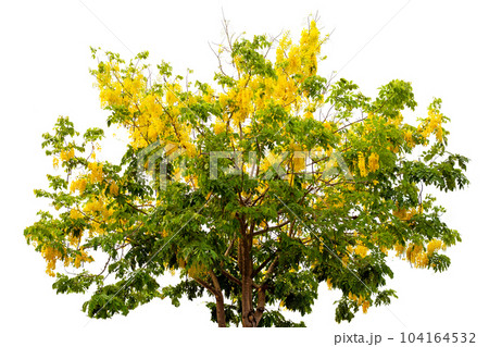 Cassia fistula flower on tree Cassia fistula flower on tree 104164532