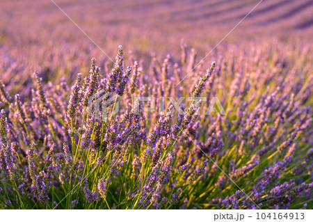 Mesmerizing beauty of a lavender field, where rows upon rows of fragrant violet flowers. Breathtaking countryside landscape on a sunny summer day Mesmerizing beauty of a lavender field, where rows upon rows of fragrant violet flowers. Breathtaking countryside landscape on a sunny summer day 104164913