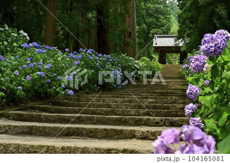 アジサイ咲く大中寺の参道石段に山門 アジサイ咲く大中寺の参道石段に山門 104165081