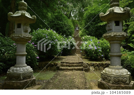 アジサイ咲く大中寺の境内 アジサイ咲く大中寺の境内 104165089