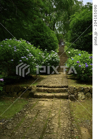 アジサイ咲く大中寺の境内 アジサイ咲く大中寺の境内 104165090