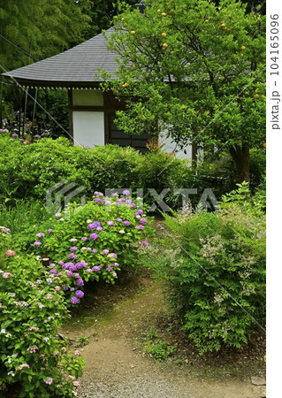 アジサイ咲く大中寺の境内の地蔵堂 104165096