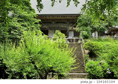 アジサイ咲く大中寺の境内の油坂 104165104