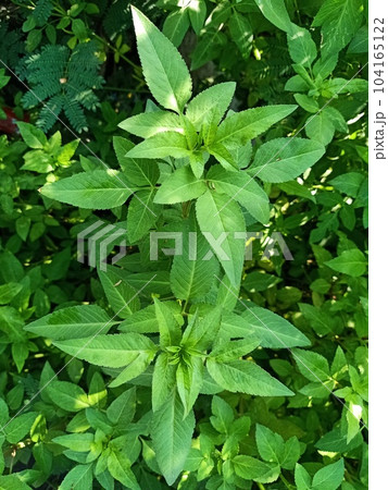Hairy bidens plant green leaves texture background  104165122