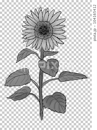 Handwritten style monochrome sunflower illustration illustration 104165412