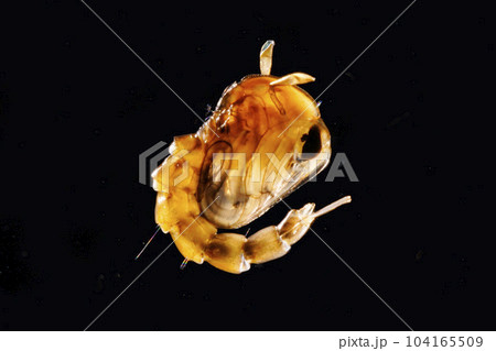 オニボウフラ 104165509