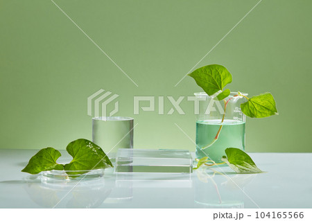 Geometric shaped transparent podiums decorated with fish mint leaves and some glassware. Stage showcase on minimal podium display with Fish mint (Houttuynia cordata) extract Geometric shaped transparent podiums decorated with fish mint leaves and some glassware. Stage showcase on minimal podium display with Fish mint (Houttuynia cordata) extract 104165566