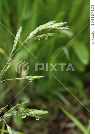 6月の雨に濡れた緑色のイヌムギの穂 6月の雨に濡れた緑色のイヌムギの穂 104167125
