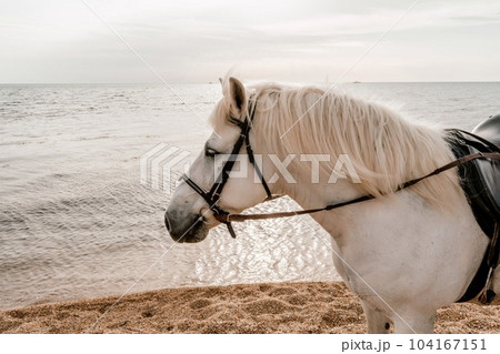 The head of a white horse on the background of the sea 104167151