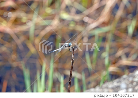 シオカラトンボ 104167217