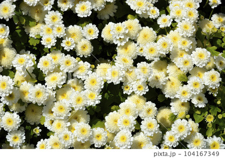 マトリカリア　クリサンセマム　グラフィック素材 104167349