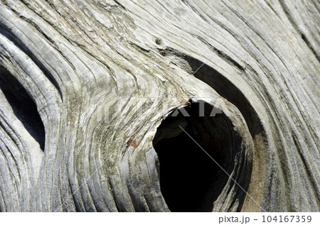 枯れ木の模様　グラフィック素材 104167359