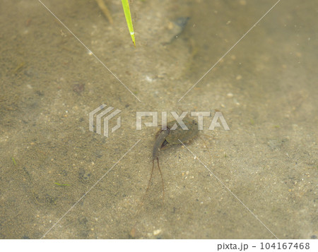 千早赤阪村の水田に住むカブトエビ 千早赤阪村の水田に住むカブトエビ 104167468