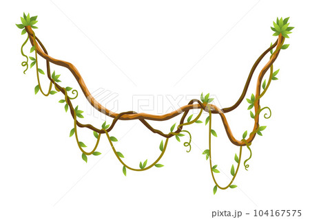 Twisted wild lianas branches banner. Jungle vine plants. Woody natural tropical rainforest, exotic botany. Woody natural branches 104167575
