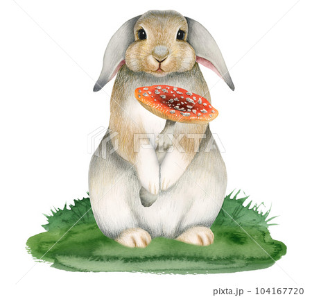 Watercolor cute bunny rabbit holding fly agaric mushroom on grass illustration isolated on white background. Colorful drawing for nursery designs Watercolor cute bunny rabbit holding fly agaric mushroom on grass illustration isolated on white background. Colorful drawing for nursery designs 104167720