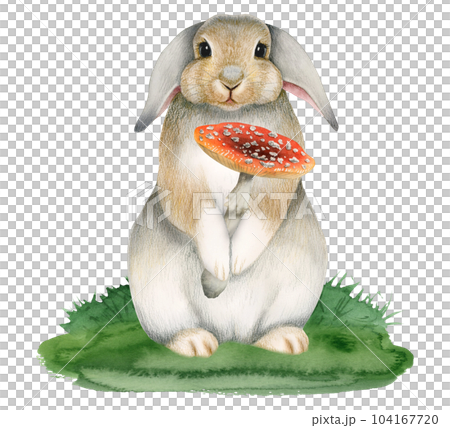 Watercolor cute bunny rabbit holding fly agaric mushroom on grass illustration isolated on white background. Colorful drawing for nursery designs Watercolor cute bunny rabbit holding fly agaric mushroom on grass illustration isolated on white background. Colorful drawing for nursery designs 104167720