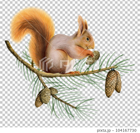 Orange red squirrel on spruce tree branch with pine cones watercolor illustration of forest animal isolated on white background 104167730