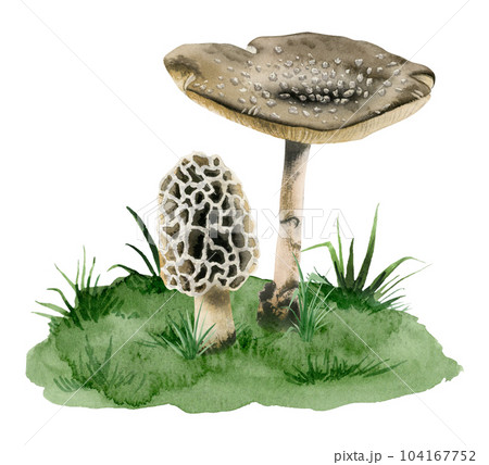 Fly agaric amanita panther cap poisonous mushroom and morcella morel fungi growing in grass watercolor illustration isolated on white background Fly agaric amanita panther cap poisonous mushroom and morcella morel fungi growing in grass watercolor illustration isolated on white background 104167752