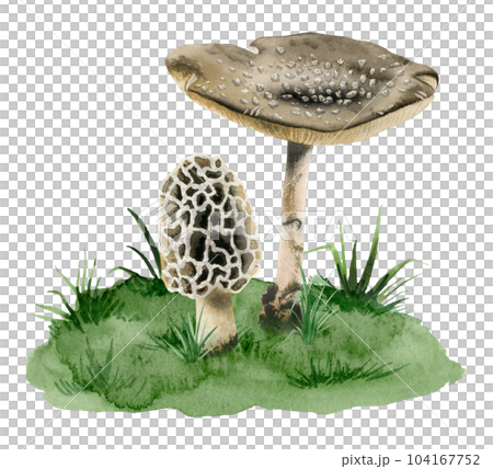 Fly agaric amanita panther cap poisonous mushroom and morcella morel fungi growing in grass watercolor illustration isolated on white background Fly agaric amanita panther cap poisonous mushroom and morcella morel fungi growing in grass watercolor illustration isolated on white background 104167752