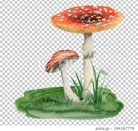Red white fly agaric mushrooms growing in green grass watercolor illustration of Amanita muscaria spotted poisonous and toxic plants isolated on white background 104167776
