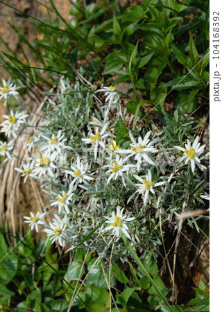谷川岳に咲く初夏の高山植物「ホソバヒナウスユキソウ」 谷川岳に咲く初夏の高山植物「ホソバヒナウスユキソウ」 104168392