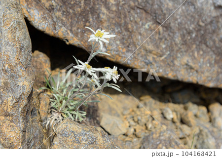 谷川岳に咲く初夏の高山植物「ホソバヒナウスユキソウ」 谷川岳に咲く初夏の高山植物「ホソバヒナウスユキソウ」 104168421