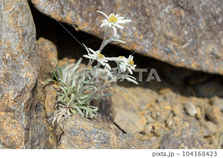 谷川岳に咲く初夏の高山植物「ホソバヒナウスユキソウ」 104168423