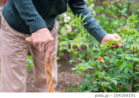 Elder man take care of plants at garden of nursing home for retirement Elder man take care of plants at garden of nursing home for retirement 104169191