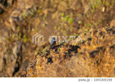 春、岬岩礁に止まるイソヒヨドリ雄 104169199