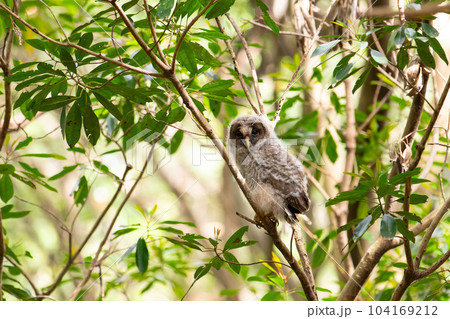 春、巣立ち後、木上で休むフクロウ雛03 104169212