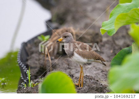 初夏、ハス田の畔で休むケリ幼鳥01 104169217