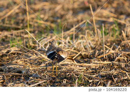 初夏、休耕田で羽繕いするケリ幼鳥 104169220