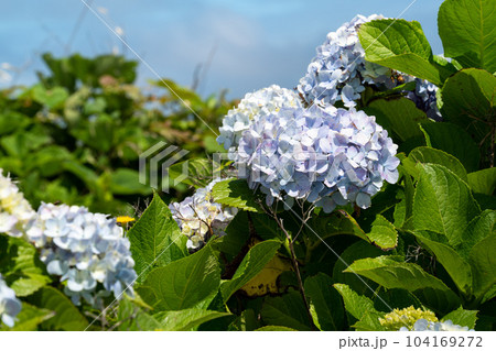 紫陽花 アジサイ あじさい 104169272