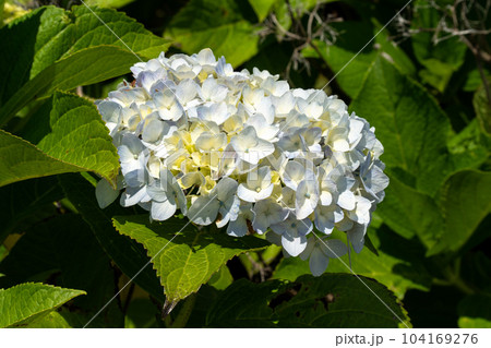 紫陽花 アジサイ あじさい 104169276