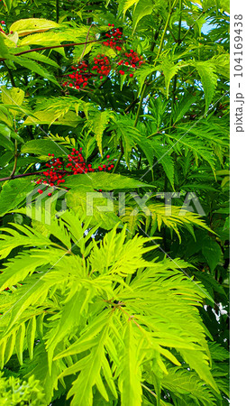 Decorative trees and plants in the garden. Parks and places for recreation. Decorative trees and plants in the garden. Parks and places for recreation. 104169438