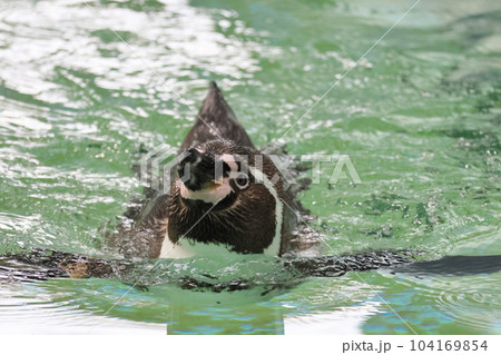フンボルトペンギン フンボルトペンギン 104169854