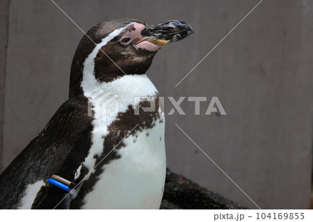 フンボルトペンギン フンボルトペンギン 104169855