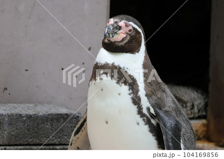 フンボルトペンギン フンボルトペンギン 104169856