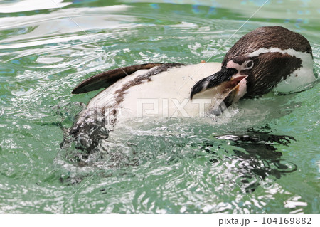 フンボルトペンギン 104169882