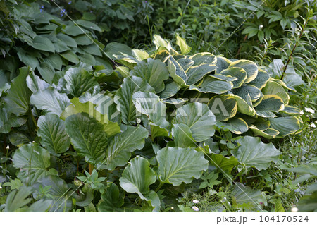 Different hosts and badan in landscape design 104170524