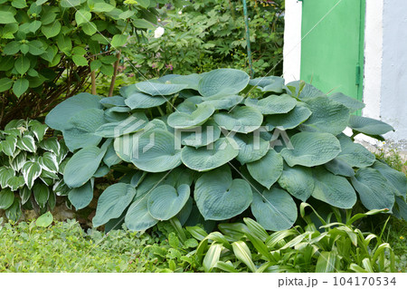 hosta sieboldiana elegans - plant used for landscaping gardens. 104170534