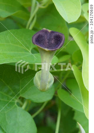 ウマノスズクサの花 ウマノスズクサの花 104170689