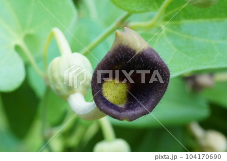 ウマノスズクサの花 104170690