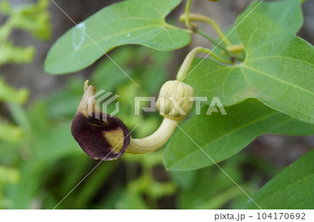 ウマノスズクサの花 ウマノスズクサの花 104170692