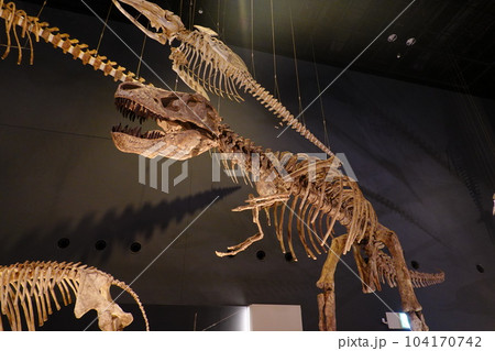 神奈川県立生命の星地球博物館 104170742