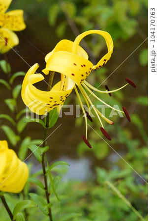 オウゴンオニユリ Lilium lancifolium var. flaviflorum オウゴンオニユリ Lilium lancifolium var. flaviflorum 104170763