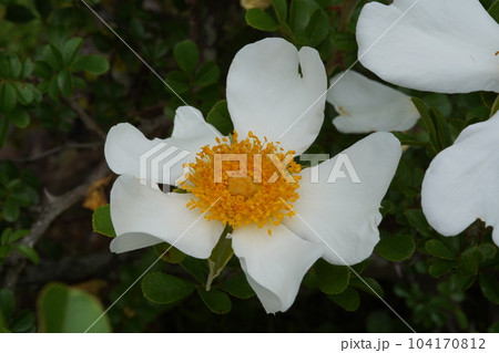 カカヤンバラの白い花 カカヤンバラの白い花 104170812